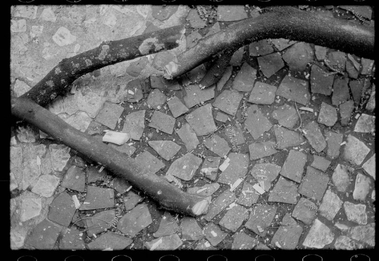 teste com filme Polypan f Guilherme Maranhão